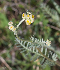 Tanacetum achilleifolium