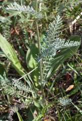 Tanacetum achilleifolium