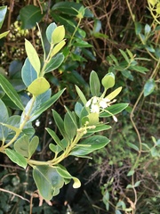 Parsonsia heterophylla