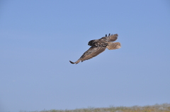 Bubo bubo