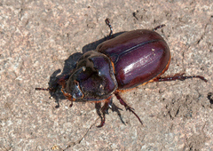 Oryctes nasicornis