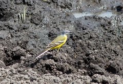 Motacilla flava