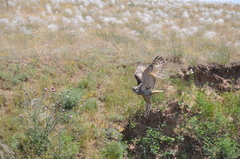 Bubo bubo