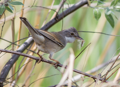 Curruca communis