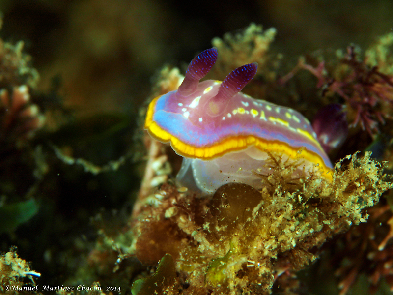 Chromodoridoidea