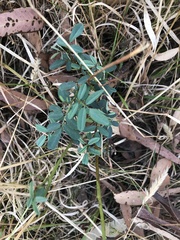 Indigofera australis