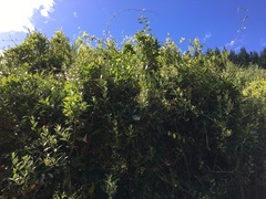 Parsonsia heterophylla