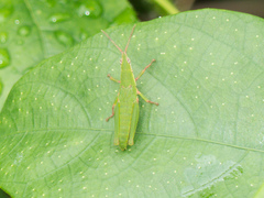 Tagasta