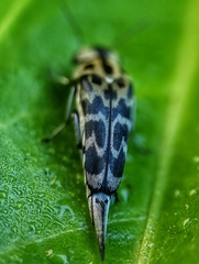 Glipa malaccana
