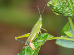 Tagasta