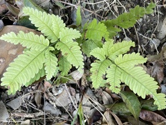 Pteris setulosocostulata