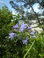 Agapanthus praecox