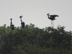 Balearica pavonina pavonina