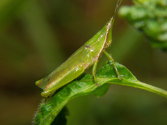 Tagasta