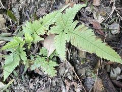 Pteris setulosocostulata