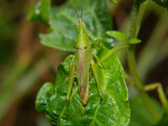 Tagasta