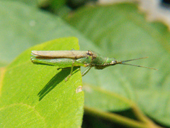 Tagasta