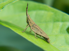 Tagasta