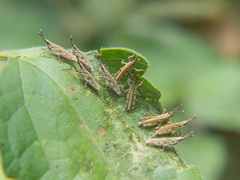 Tagasta