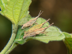 Tagasta