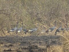 Balearica pavonina pavonina