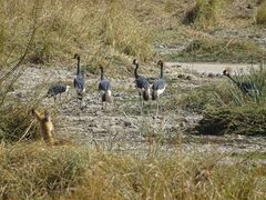 Balearica pavonina pavonina