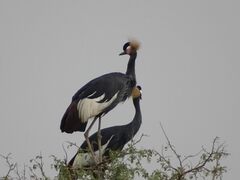 Balearica pavonina pavonina