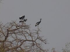 Balearica pavonina pavonina