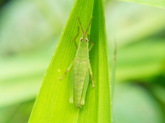 Tagasta