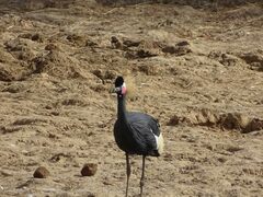 Balearica pavonina pavonina