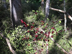 Coprosma rhamnoides