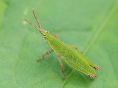 Tagasta