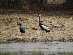 Balearica pavonina pavonina