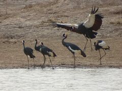 Balearica pavonina pavonina