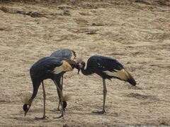 Balearica pavonina pavonina