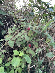 Rubus rosifolius