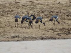 Balearica pavonina pavonina
