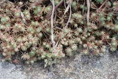 Psammotropha mucronata