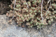Psammotropha mucronata