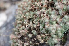 Psammotropha mucronata