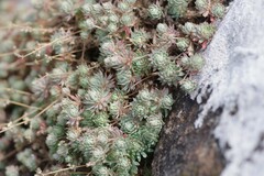 Psammotropha mucronata