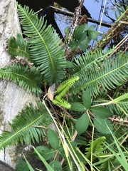 Blechnum nudum