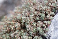 Psammotropha mucronata