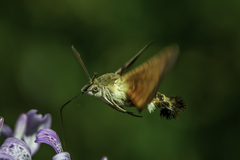 Macroglossum trochilus