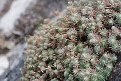 Psammotropha mucronata