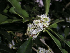 Ilex mitis