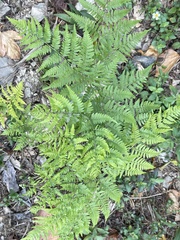 Pteridium aquilinum