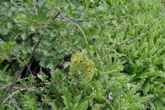 Polemannia grossulariifolia
