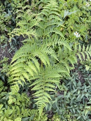Pteridium aquilinum
