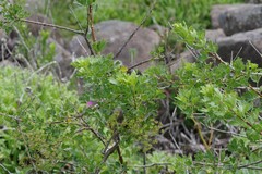 Polemannia grossulariifolia